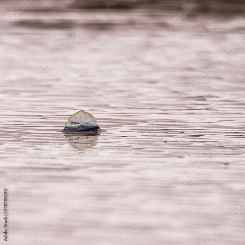 By-the-Wind-Sailor beached on the shore and surrounded by reflecting ripples of sand