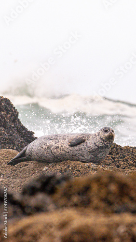 Harbor seal at the wave's edge as the water splashes around it