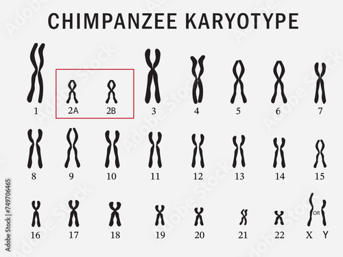 Chimpanzee karyotype isolated on background. 