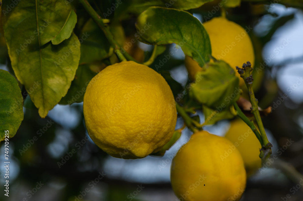Bunch of Lemon fruit over green natural garden Blur background, Lemon fruit with leaves in blur background. 2
