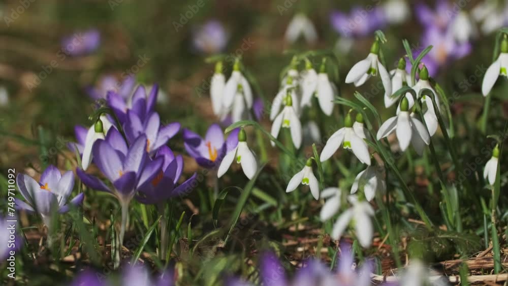 Wild growing first spring flowers, violet crocus and white snowdrop, natural outdoor background, 4k Wild growing first spring flowers, violet crocus and white snowdrop, natural outdoor background, 4k