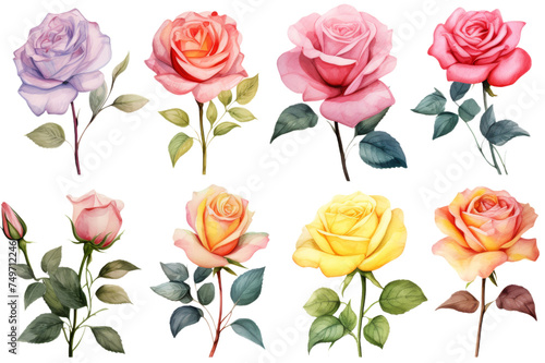 A collection of watercolor roses flowers isolated on transparent background.