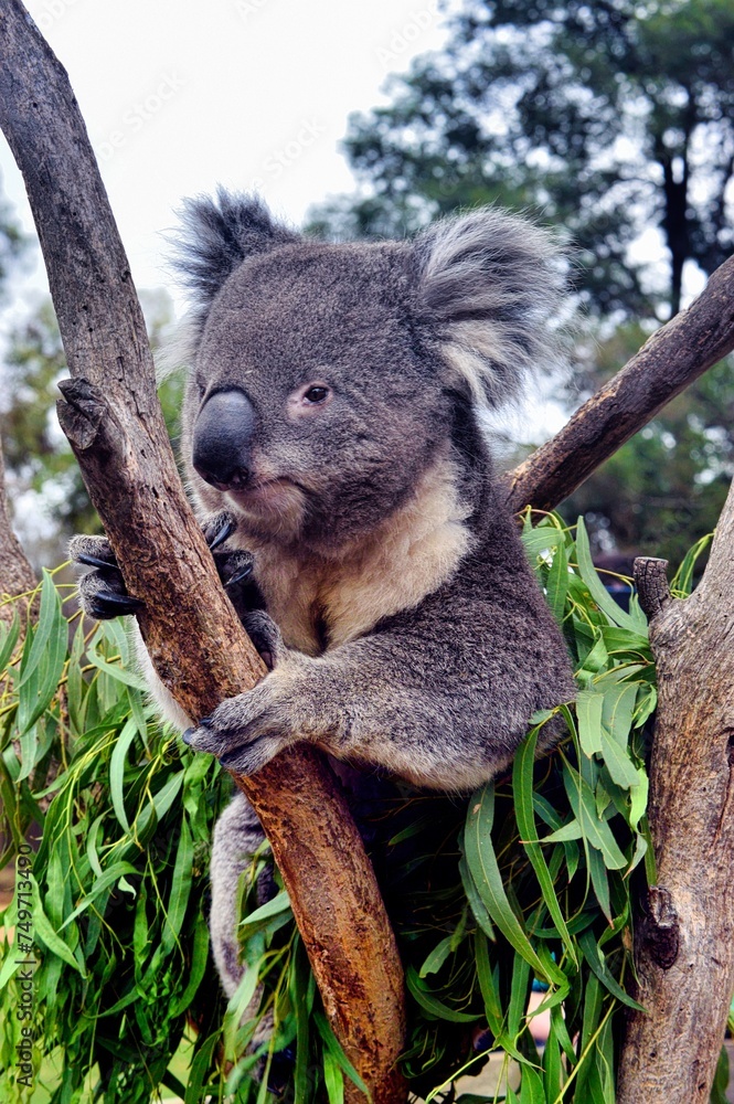 Obraz premium Hobart, Australia