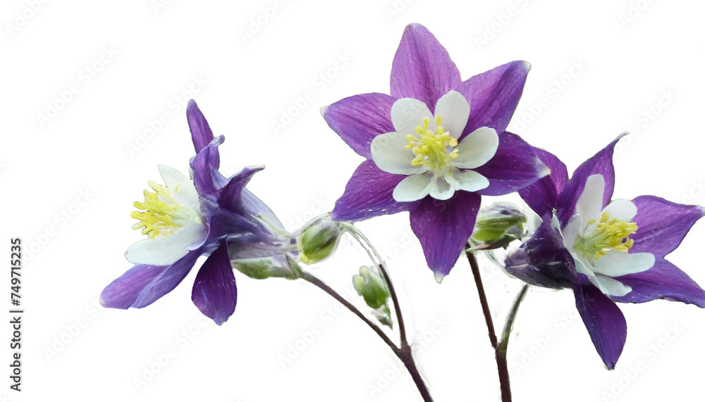 オダマキ 5月の花 勝利への決意 オダマキ 5月の花 勝利への決意