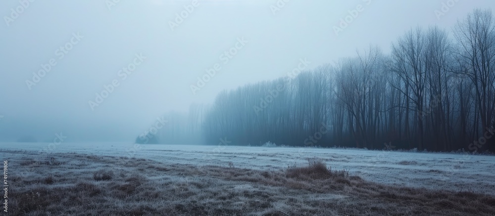 A cold winter morning blankets a field with snow, contrasting against a forest shrouded in fog in the background. The serene scene captures the quiet beauty of nature in its purest form.
