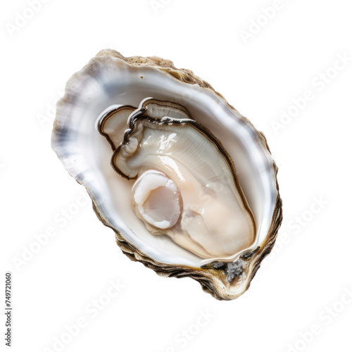 Oyster Isolated on transparent background