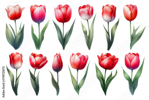 Watercolor illustration material set of red tulips