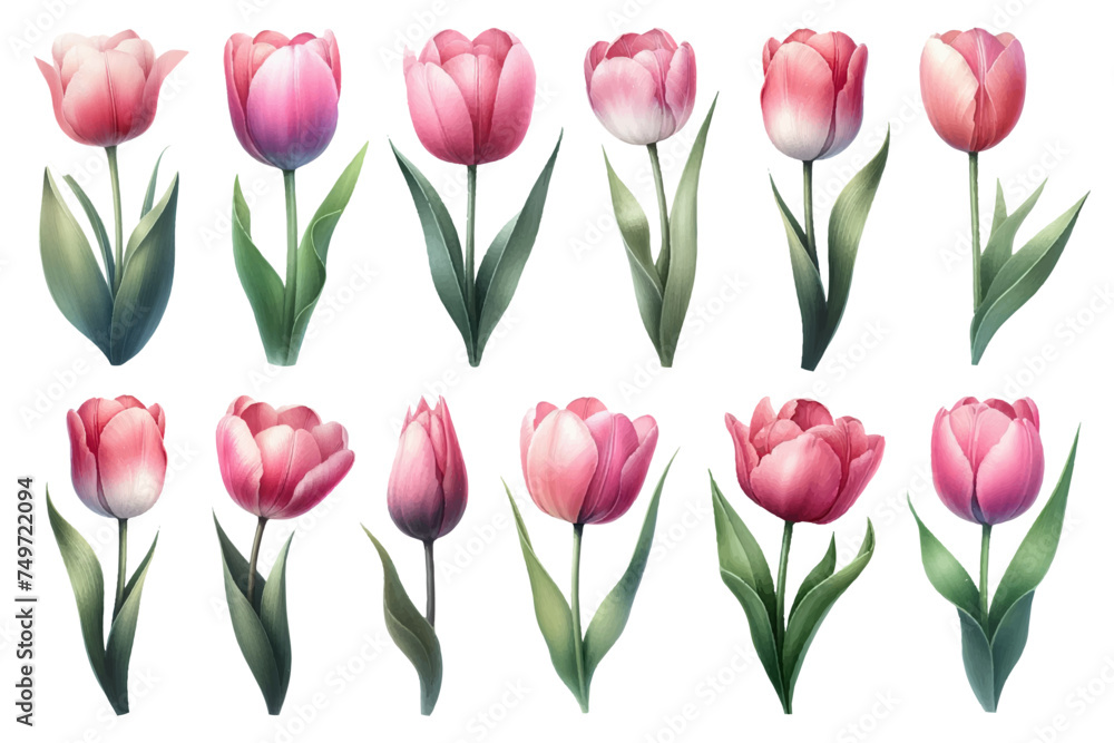 Watercolor illustration material set of pink tulips Watercolor illustration material set of pink tulips