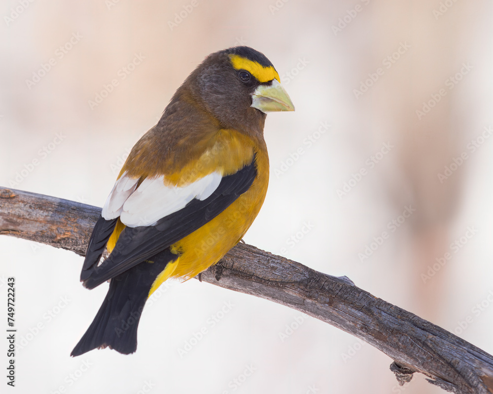 Fototapeta premium An Evening Grosbeak perches in the morning light