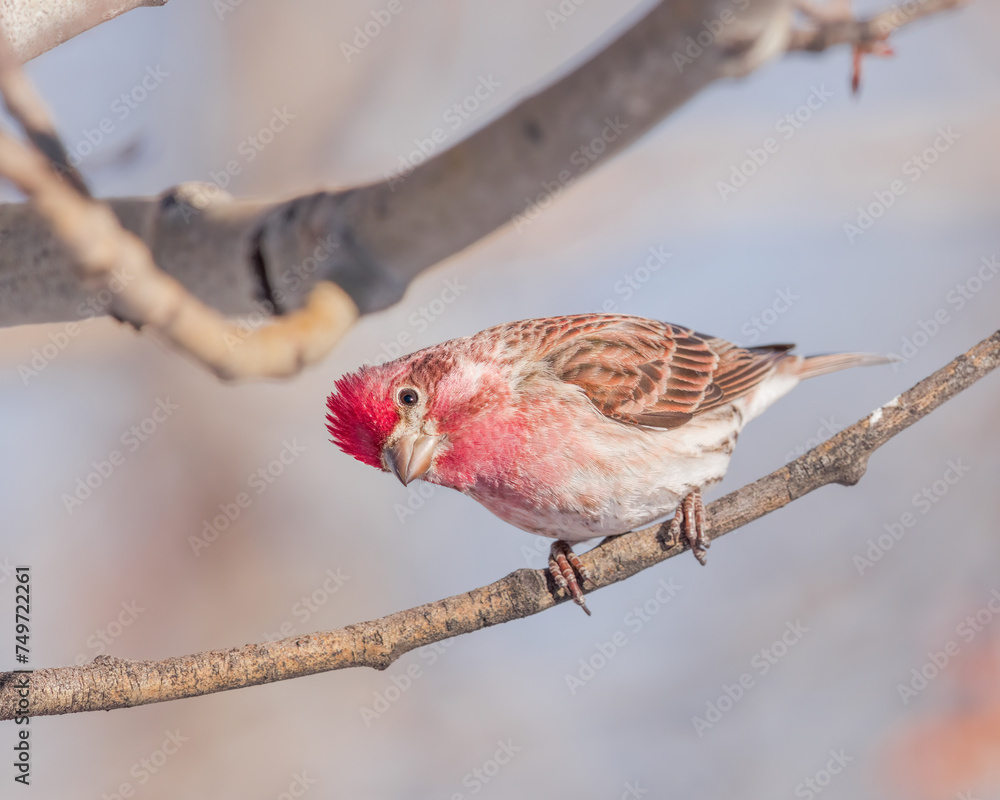 A Cassin's Finch looks on with curiosity while perched A Cassin's Finch looks on with curiosity while perched