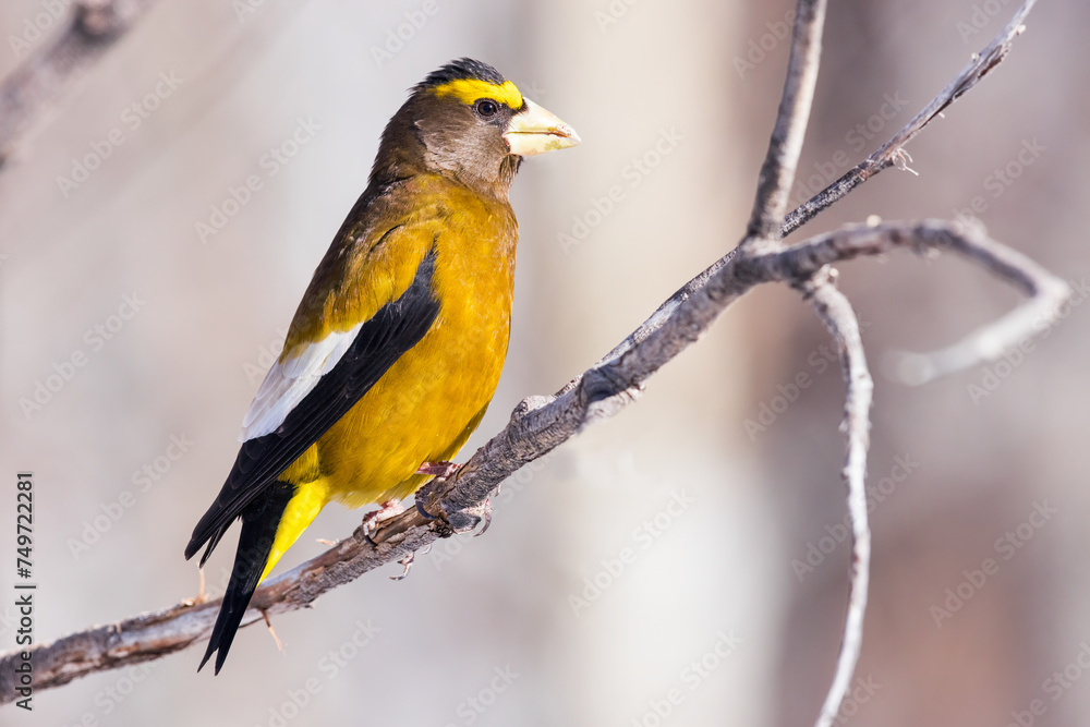 An Evening Grosbeak perches in the morning light An Evening Grosbeak perches in the morning light