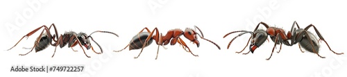 Collection of PNG. Ant isolated on a transparent background. © morepiixel