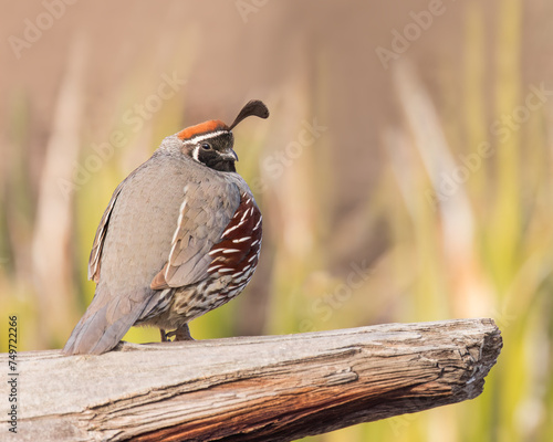A male Gambel's Quail stands on a weathered log.