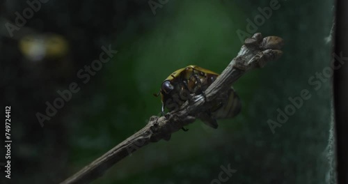 This captivating video offers an up-close and personal view of a golden tortoise beetle perched on a branch. The beetles vibrant yellow and black markings are clearly visible, along with its intricate