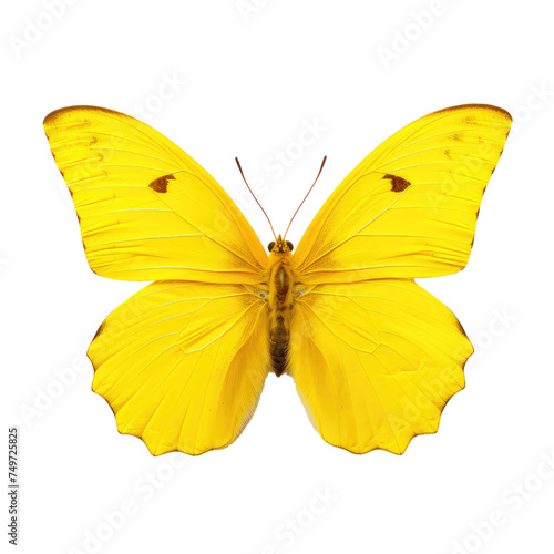 Yellow butterfly Isolated on transparent background © posterpalette