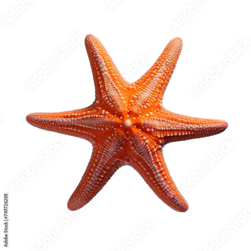 Beautiful Stellar Starfish isolated on white background