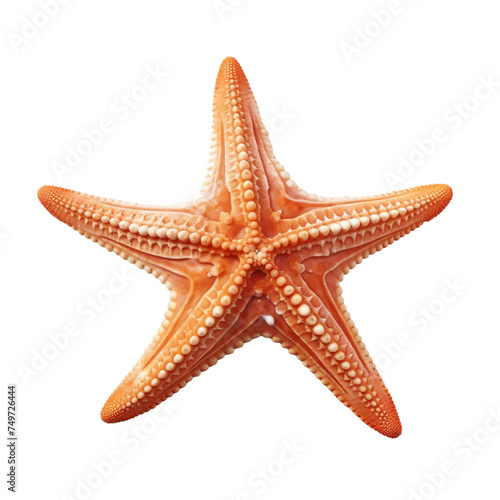 Beautiful Stellar Starfish isolated on white background