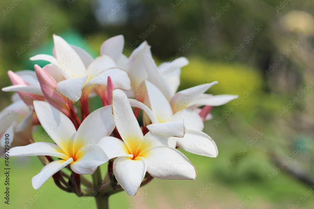 Fototapeta premium Beautiful plumeria flower on the tree
