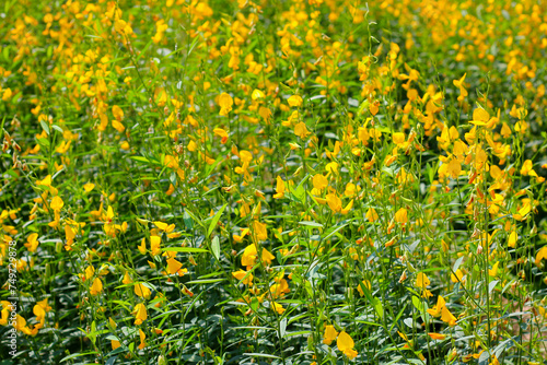 Sunn hemp or crotalaria juncea