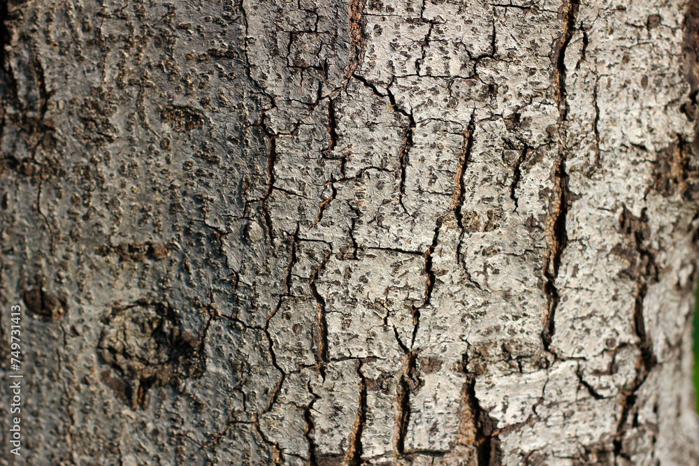 Tree bark texture for natural background Tree bark texture for natural background
