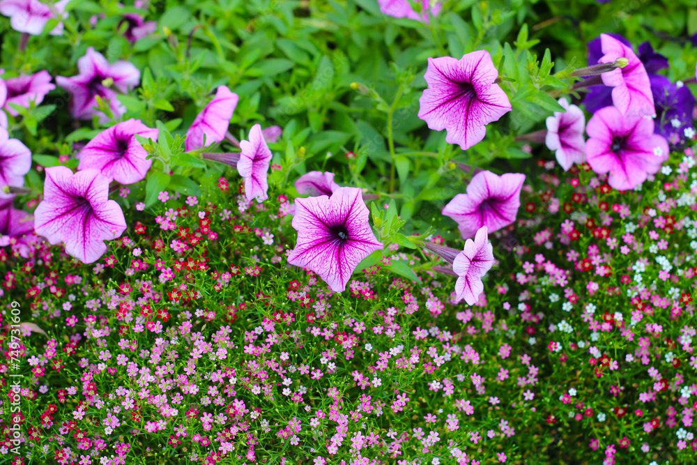 Supertunia flowers with gypsophila flowers in the garden Supertunia flowers with gypsophila flowers in the garden