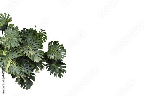 Monstera leaves isolated on transparency background