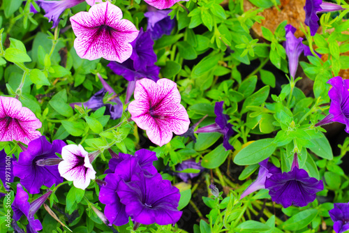 Supertunia flowers blooming in the garden photo