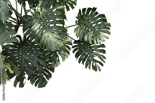Monstera leaves isolated on transparency background