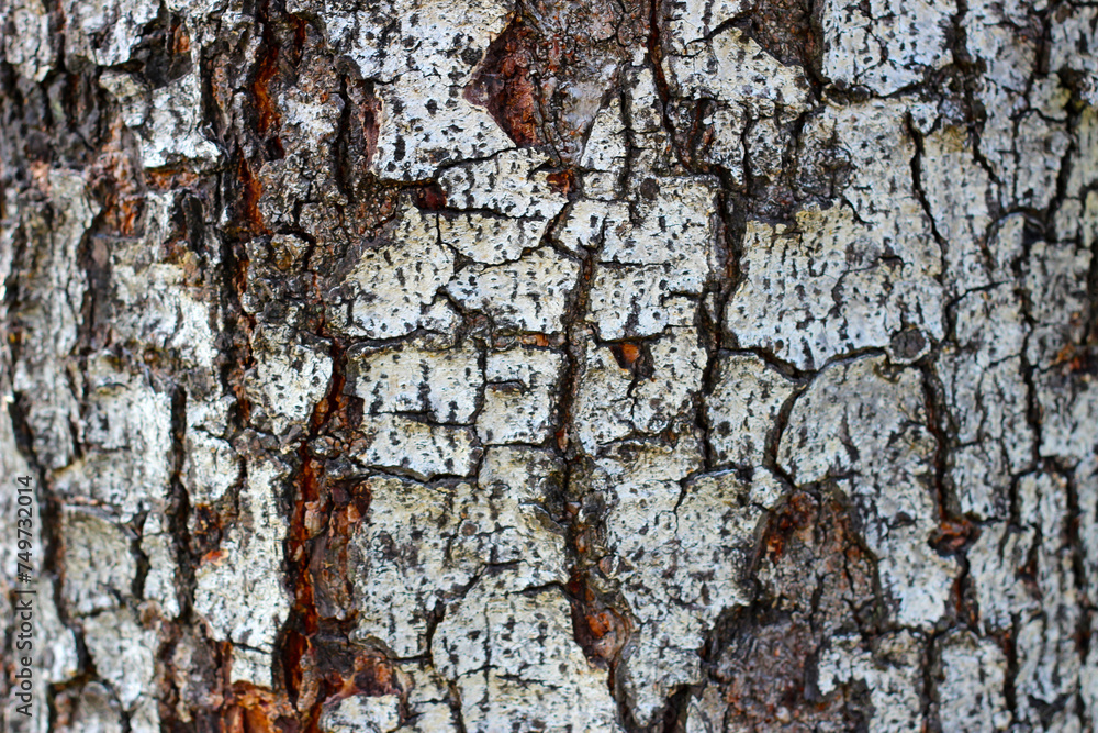 Obraz premium Tree bark texture for natural background