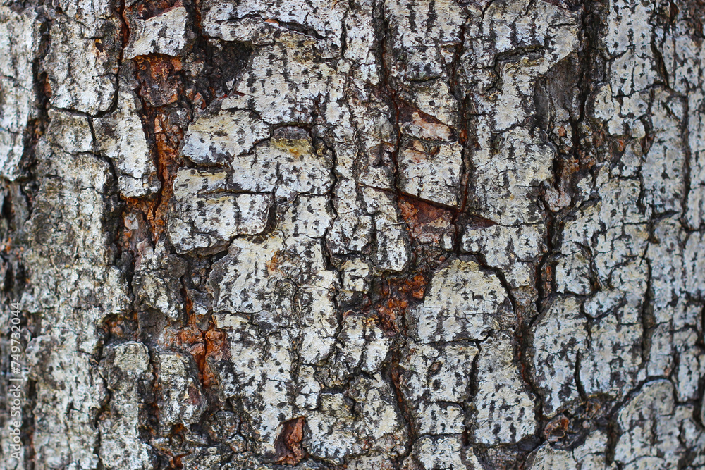 Obraz premium Tree bark texture for natural background