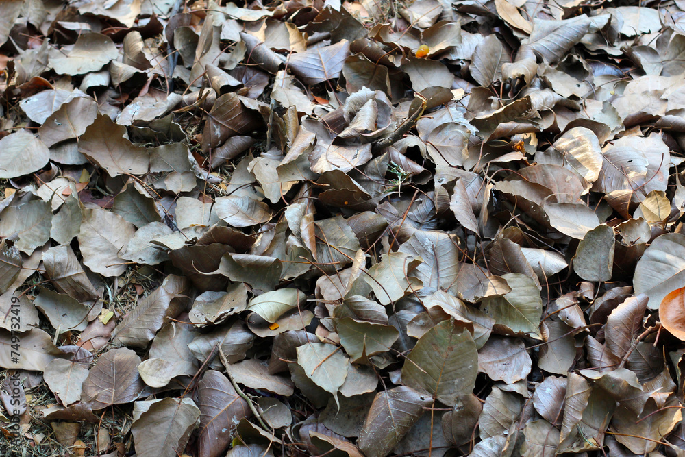 Fallen leaves for made into compost