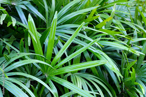 Green leaves of lady ady palm or bamboo palm