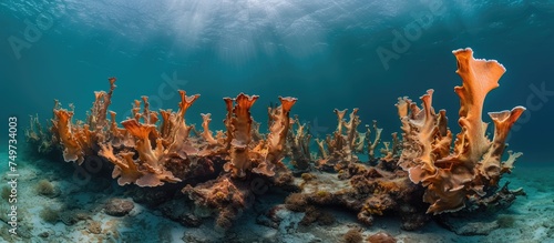 This image showcases a vibrant coral reef in the ocean, specifically featuring Elkhorn Coral at Tres Palmas Marine Reserve in Rincon, Puerto Rico. The reef is teeming with marine life, including photo