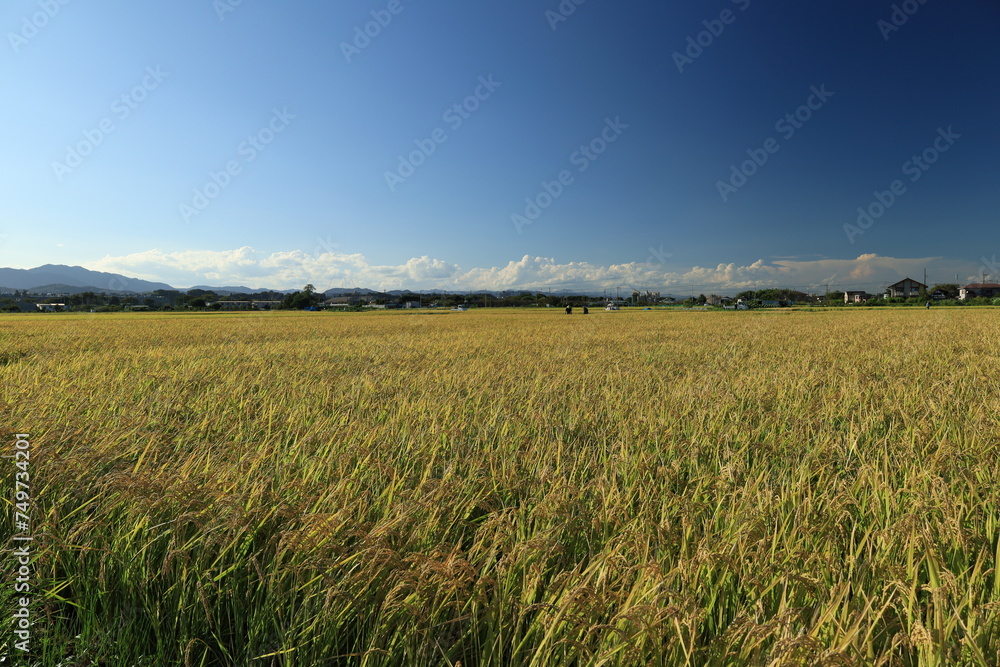 郊外の青空と収穫前の田んぼの風景