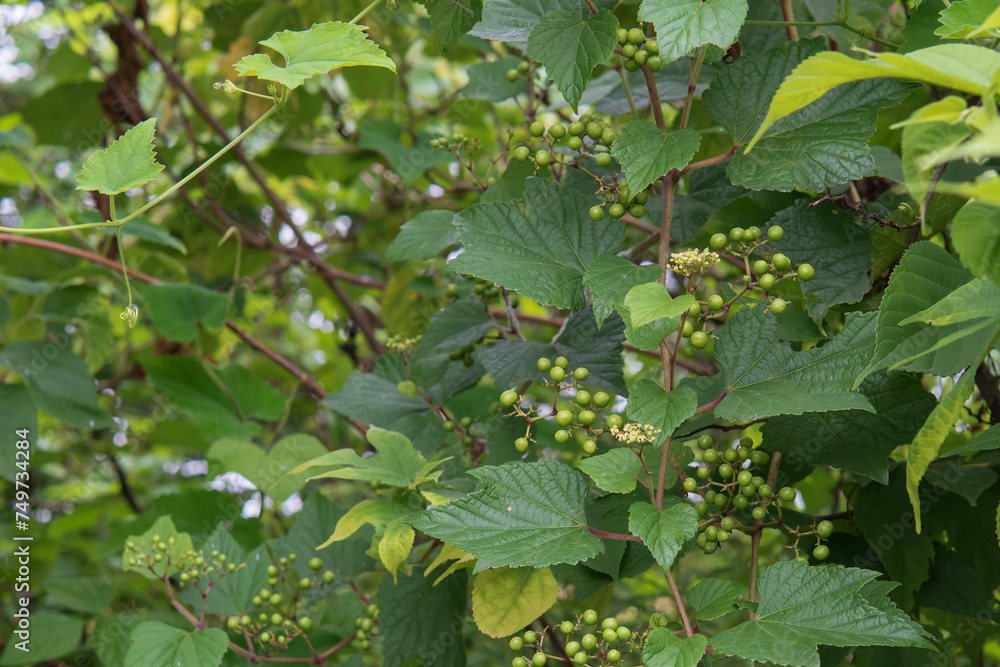 実が出来たノブドウ(Ampelopsis glandulosa) 実が出来たノブドウ(Ampelopsis glandulosa)