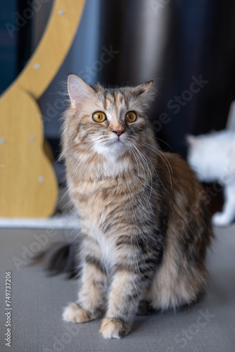 Cute fluffy brown cat. Mixed breed cat between Maine Coon and Scottish Fold.