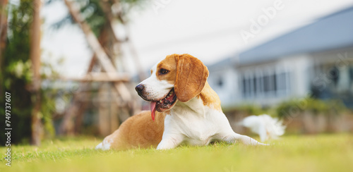 Cute puppy dog beagle portrait in a garden at evening. Adorable pet concept