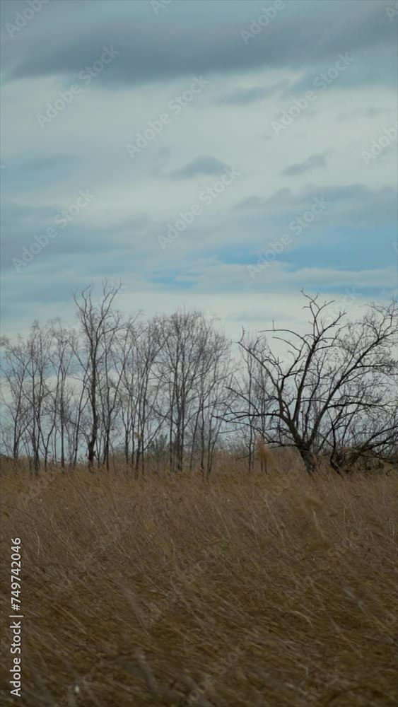 Slow motion, leafless trees on a reedbed, on a cloudy winter day Slow motion, leafless trees on a reedbed, on a cloudy winter day