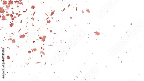 Wallpaper Mural Maple leaves falling animation with transparent background Torontodigital.ca
