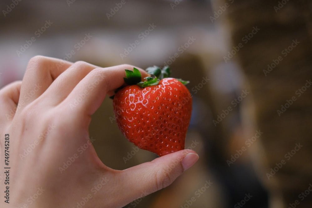 Obraz premium Female hand harvesting red fresh ripe organic strawberry Woman picking strawberries in field, closeup. in Japan