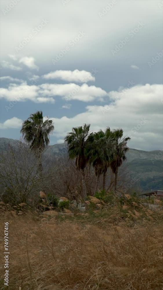 Slow motion, landscape with tree palms on the storm Slow motion, landscape with tree palms on the storm