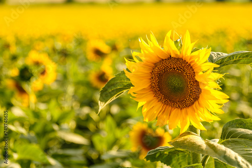 Bright sunflower with yellow petals grows in rural field