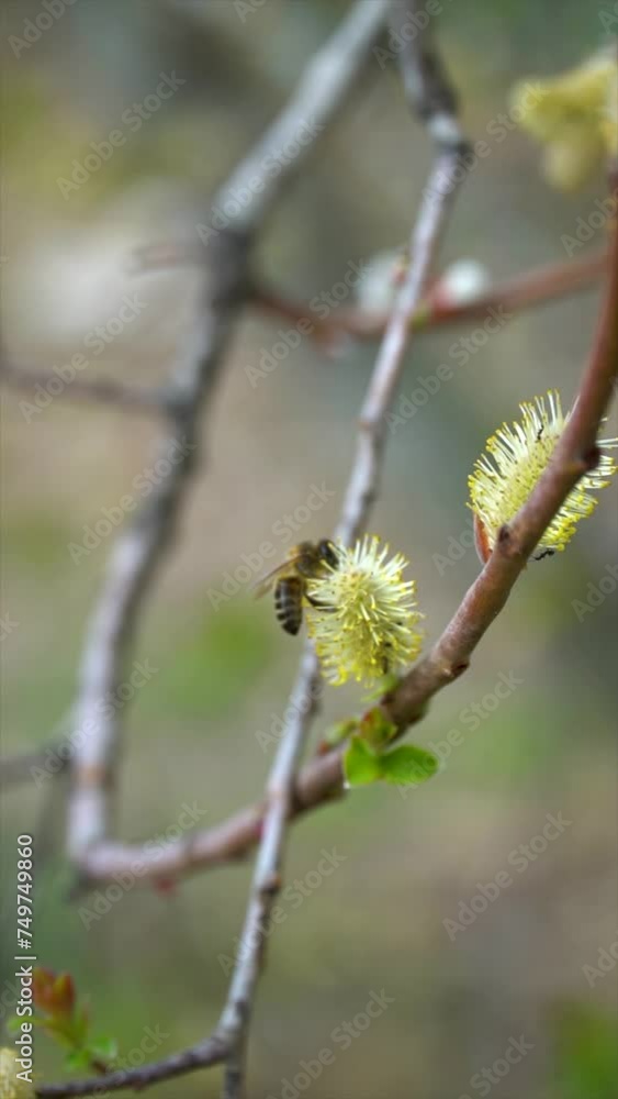 slow motion, bee pollinating the blossoms of a tree. slow motion, bee pollinating the blossoms of a tree.