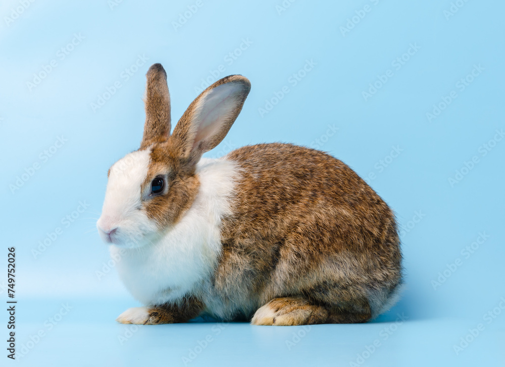 Obraz premium Brown cute bunny rabbit on blue background