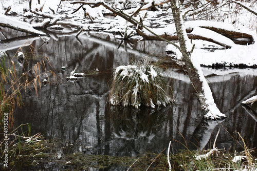 Wild landscape of the beginning of winter. A hummock with a wild-growing grassy plant among not stiffened water from springs. Around the trunks of the growing and fallen trees covered with snow. photo