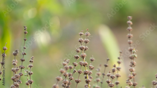 Ocimum basilicum flower, one of the tropical plants that can be processed into fresh drinks. this plant is commonly used as herbal medicine for sweat odor and digestion.
