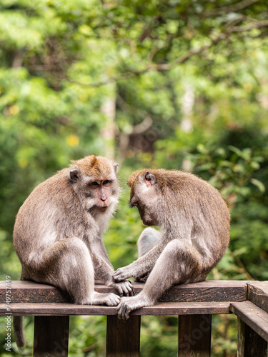 monkeys looking for fleas, macaques, care © Mariya Surmacheva
