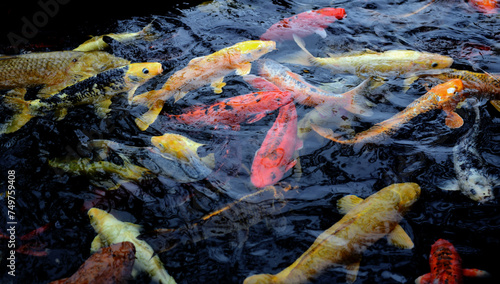Several koi swim around in a pond