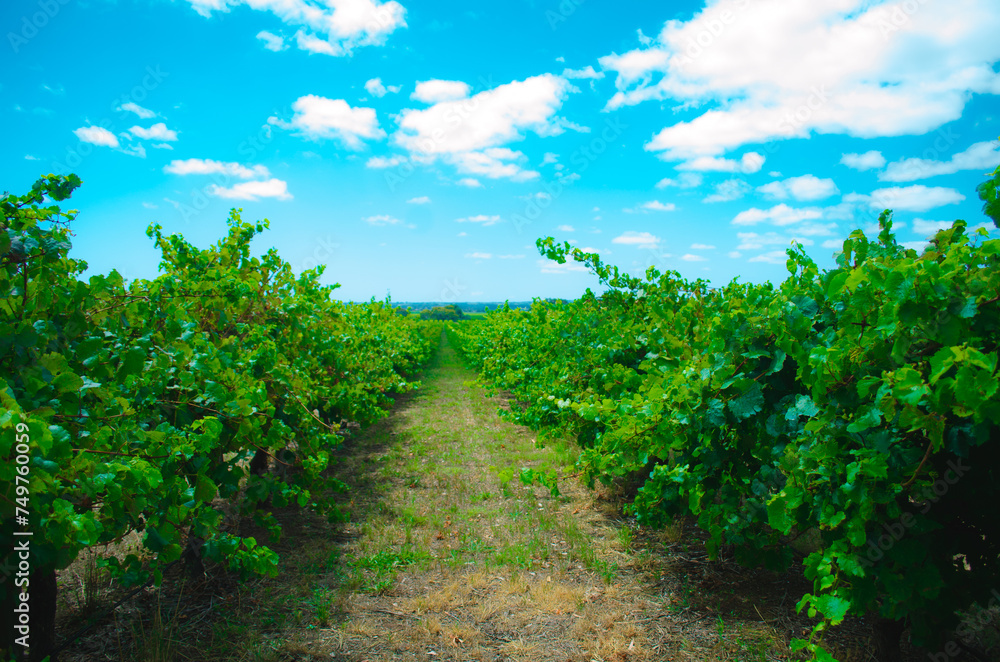 vineyard roads in summer afternoon