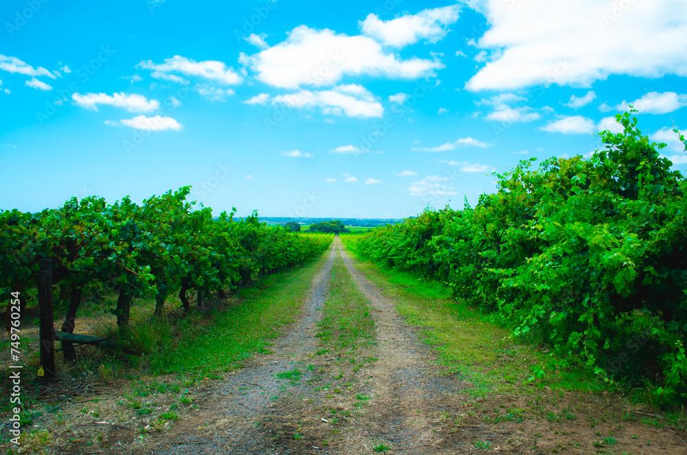 vineyard roads in summer afternoon